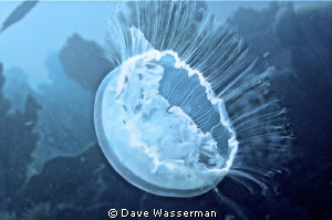 These jellyfish are so plentiful its difficult to swim th... by Dave Wasserman 